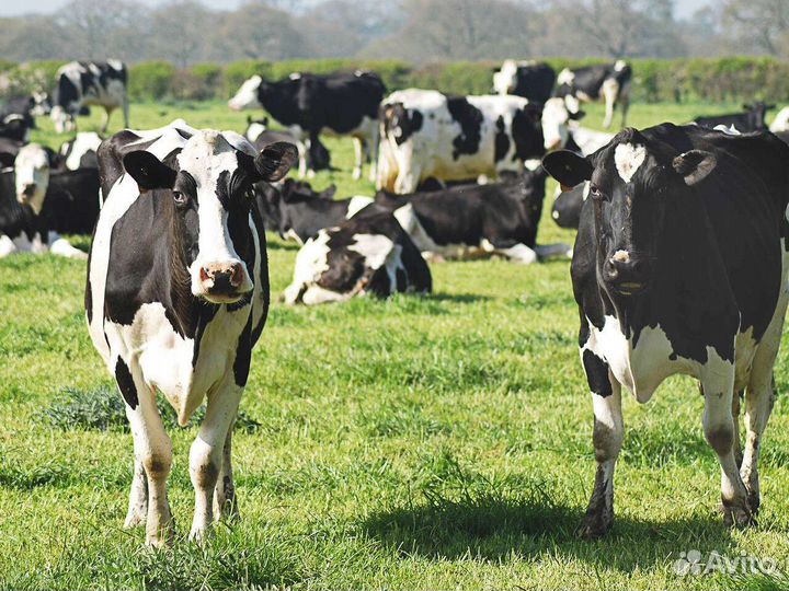 Коровы, бычки, телята