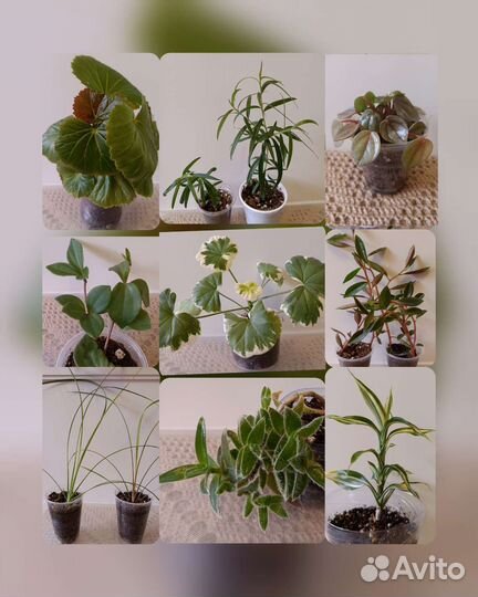 Домашние растения
