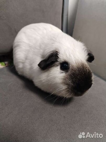 Морская свинка Калифорния