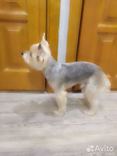 Грумер собак