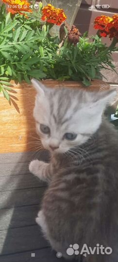 Котёнок девочка