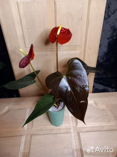 Антуриум коралл чемпион