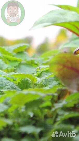 Семена микрозелени Кинза (кориандр)