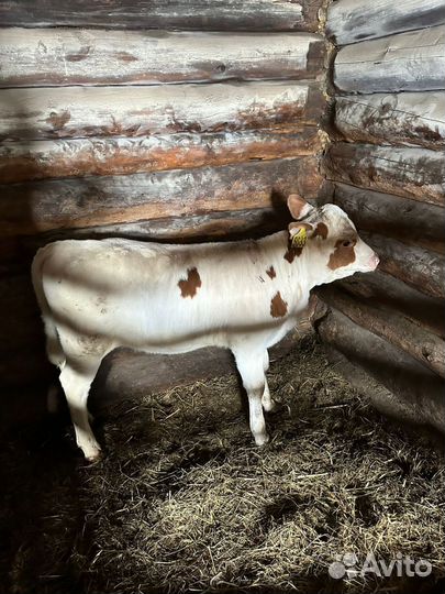 Тёлочка 2 мес, продам