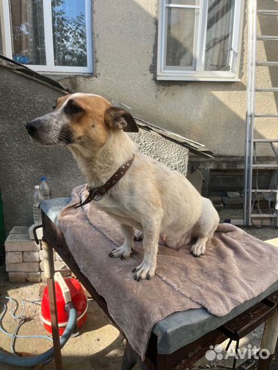 Щенки в добрые руки