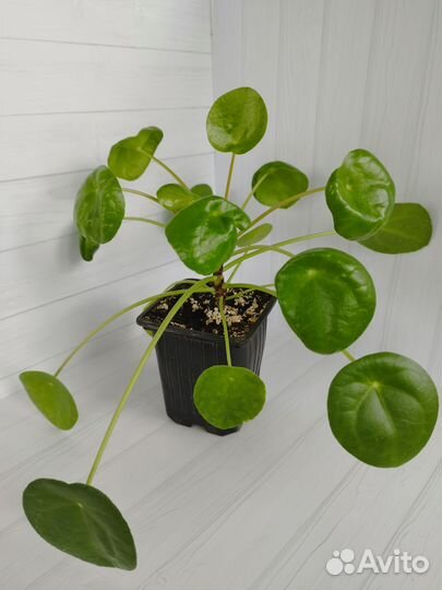 Pilea Peperomioides Пилея пеперомиевидная