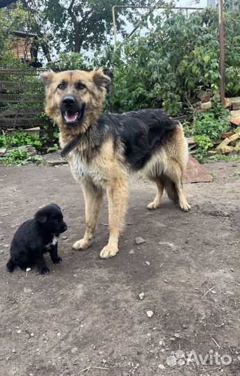 Собака щенок бесплатно