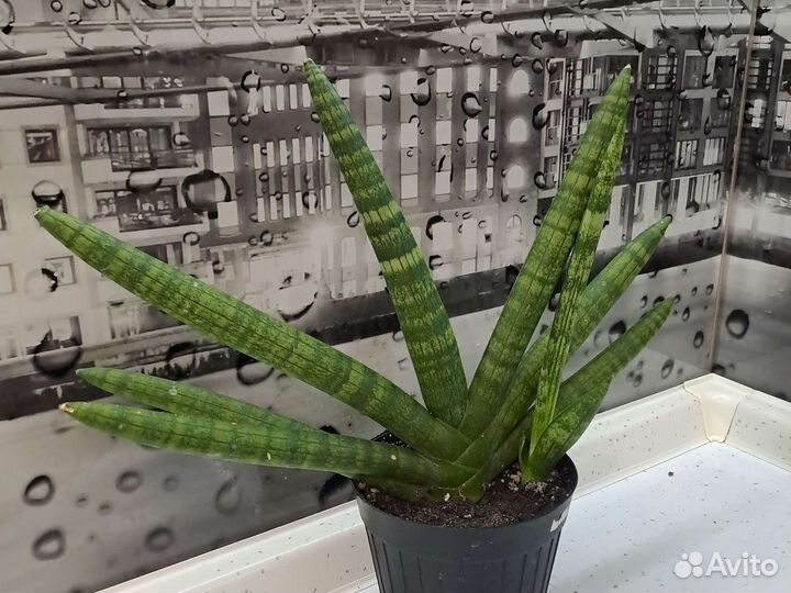 Сансевиерия бонселенсис