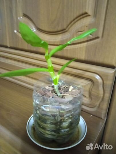 Орхидея дендробиум,мурайя