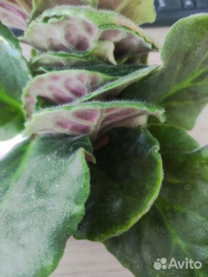 Фиалки продажа листочки