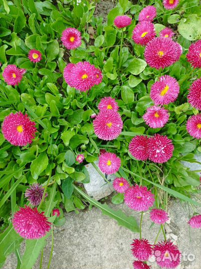 Маргаритки