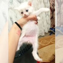 Котёнок