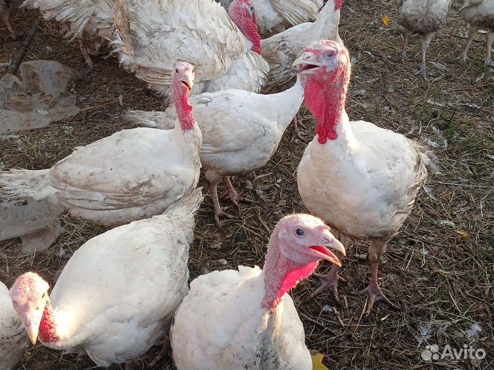 Домашняя индейка