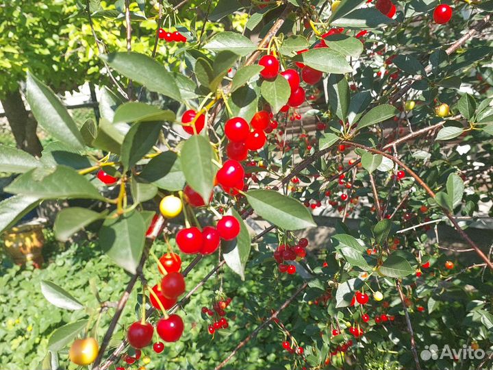 Вишня на ножке