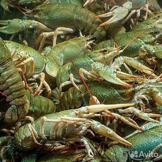 Раки Живые