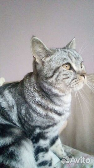 Кот на вязку