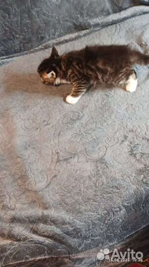 Полу бенгалы