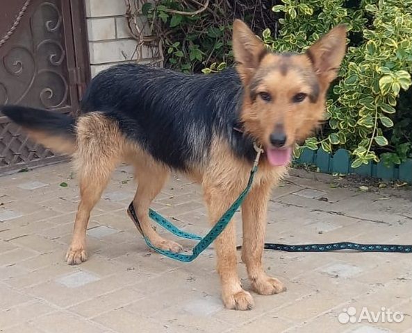 Шкода 1 год (приют)