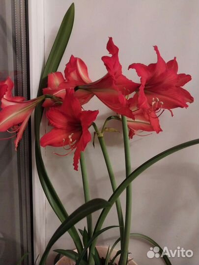 Гиппеаструм