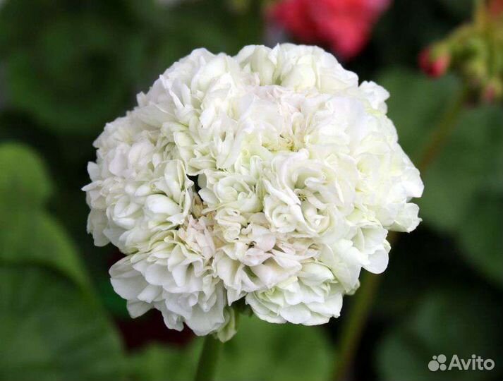 Пеларгония герань сортовая