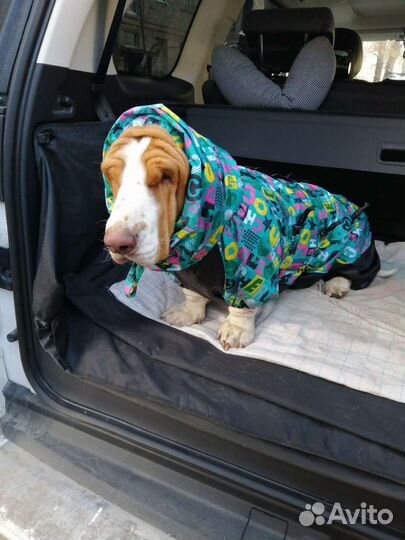 Пошив одежды для собак