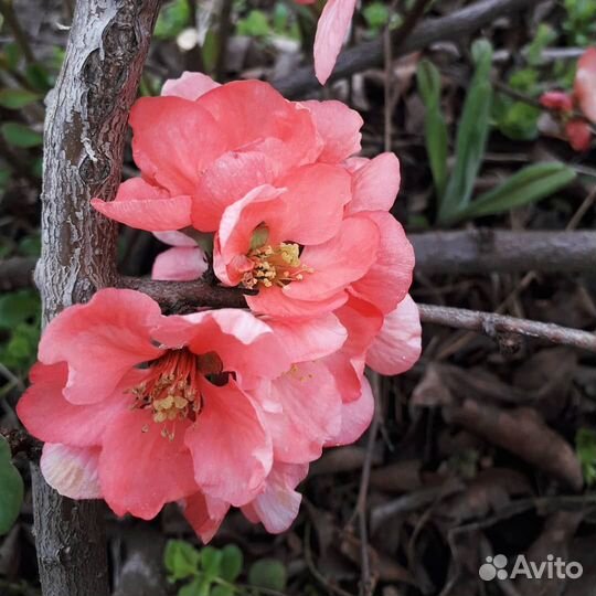 Кустарник айва (хеномелес) японская