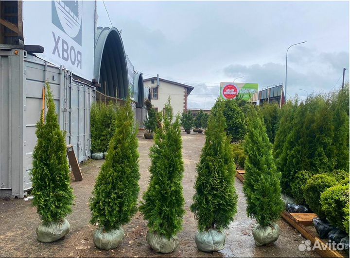 Туя Смарагд/Оптом