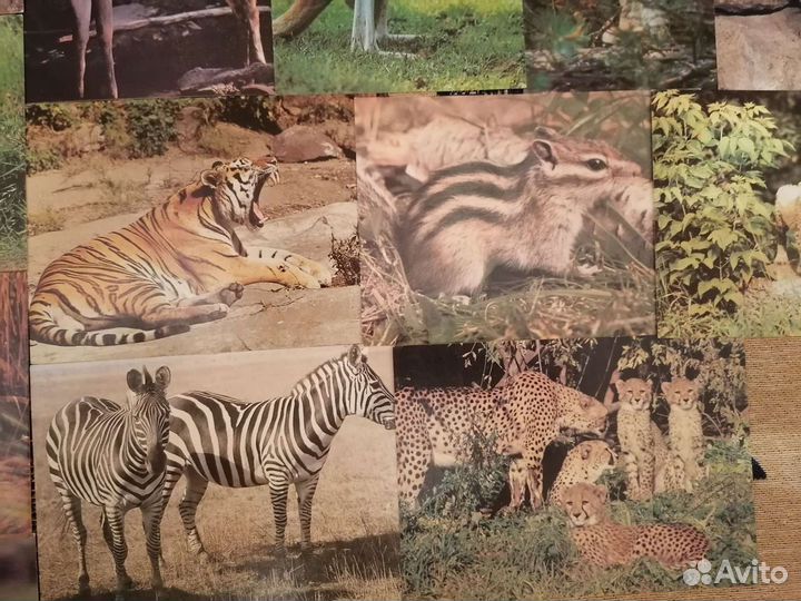 Открытки СССР, животные, фотографии