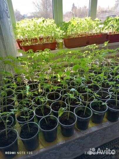 Рассада помидоров томатов