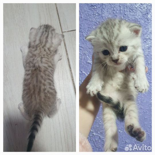 Шотландская