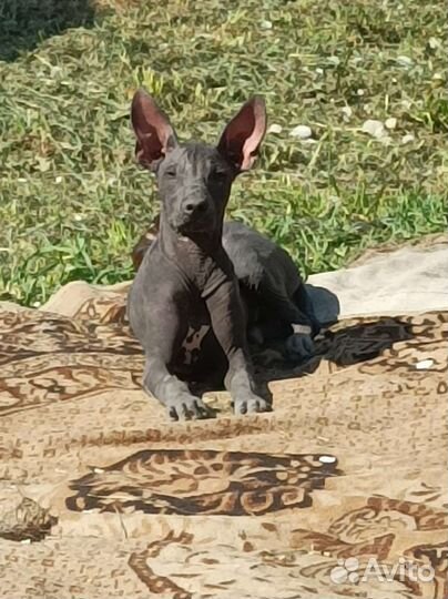 Ксолоитцкуинтли