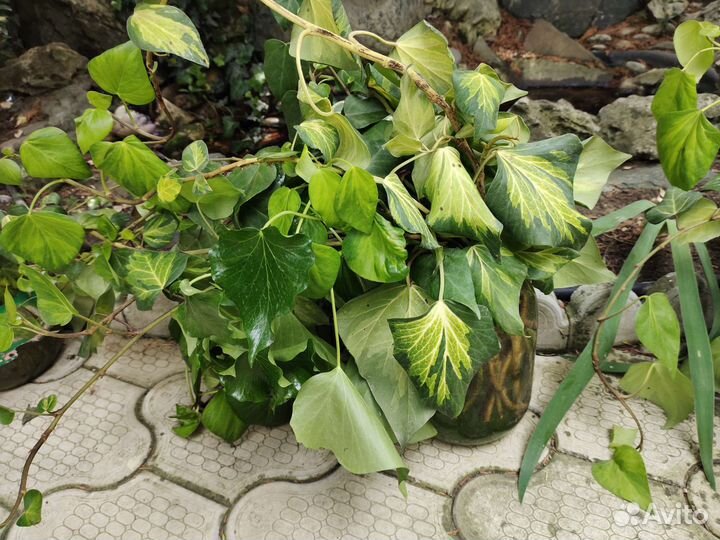 Плющ сортовой саженцы и отрезы 40-80см