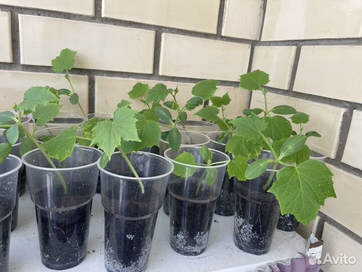 Рассада огурцов и помидор