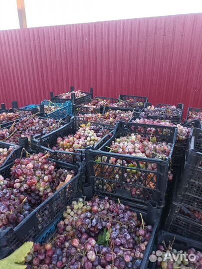 Виноград 30руб.кг