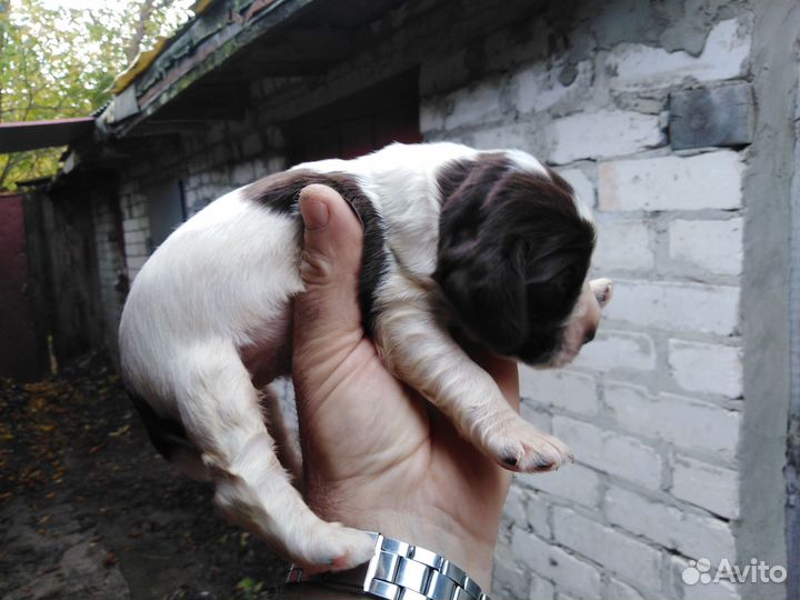 Щенки русского спаниеля