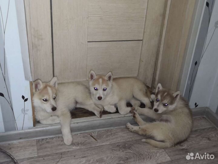 Щенки хаски