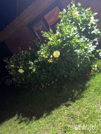 Георгины клубни