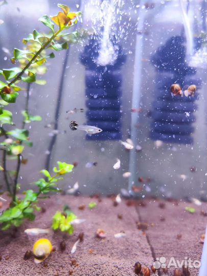 Аквариумные рыбки гуппи