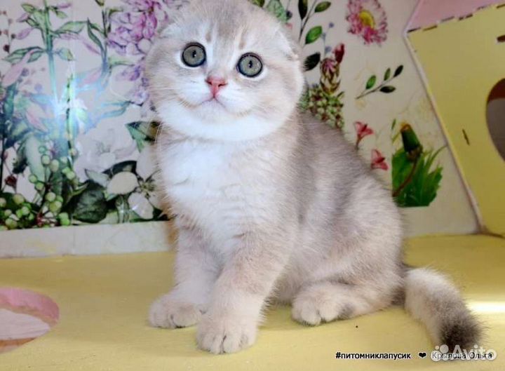 Шотландские и британские золотые котята