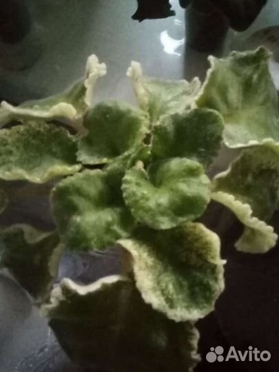 Сортовые фиалки