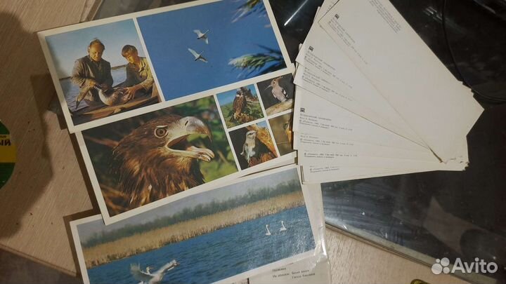 Открытки Астраханский заповедник