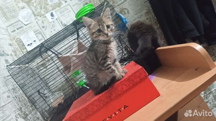 Отдам котёнка в добрые руки