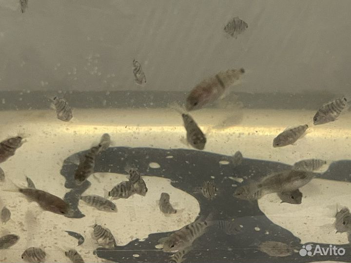 Мальки гибриды цихлид