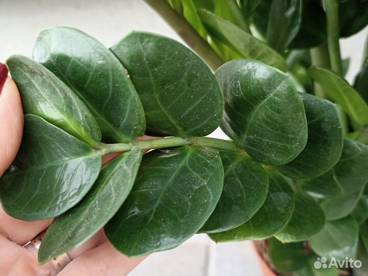 Замиокулькас мидори