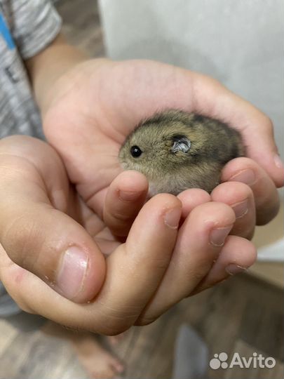 Джунгарский хомяк