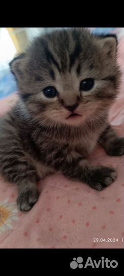 Шотландские вислоухие котята и прямоухие