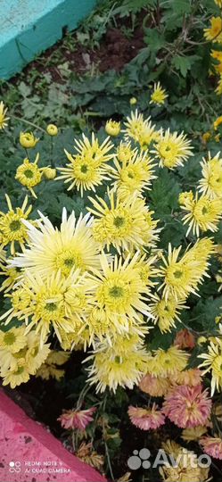 Хризантема