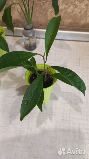 Фикус Бенджамина,спатифиллум (растишки)