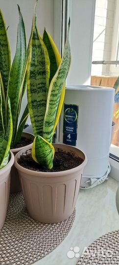 Сансевиерия (тещин язык)