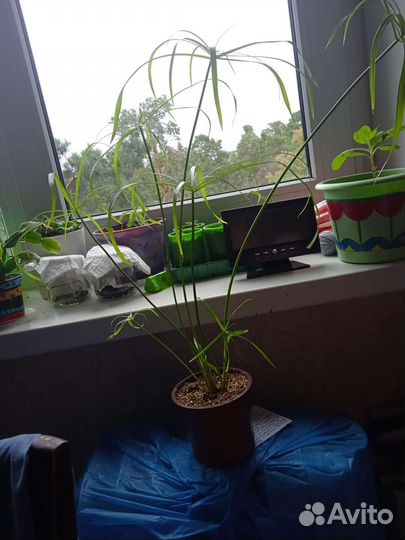 Циперус папирус